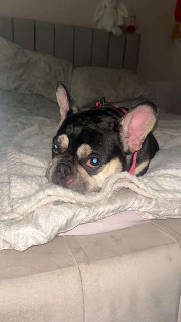 Darla the frenchie ️