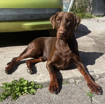 Rocco the Doberman for stud