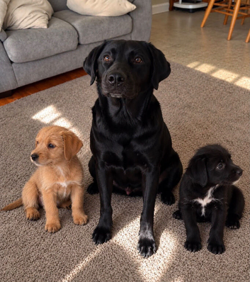 Labrador x border terrier