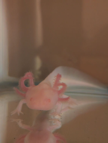 Baby albino axolotl