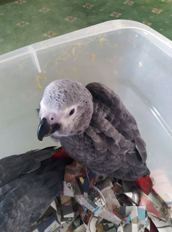 African grey babies