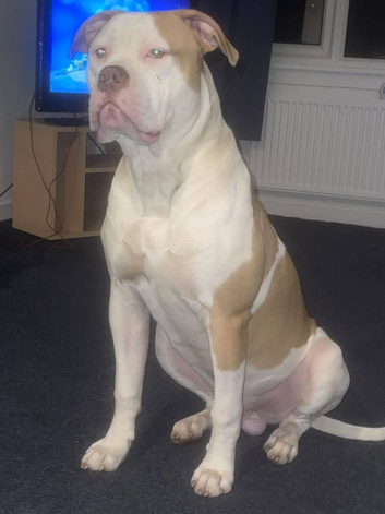 American bulldog stud