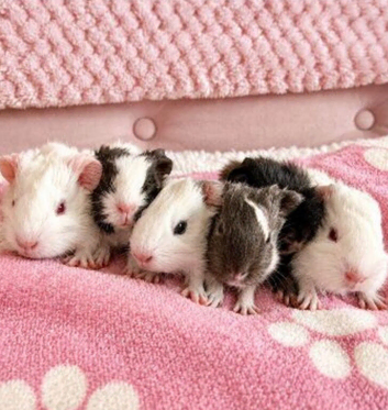 Baby boy guinea pigs!!