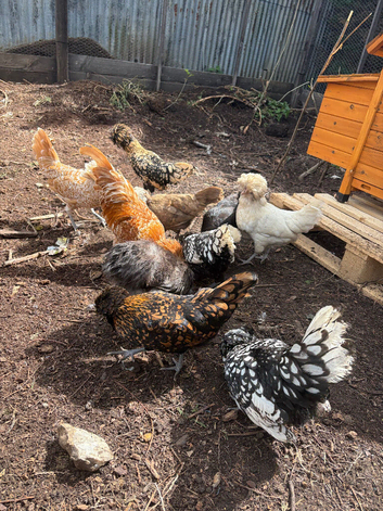 Polish hatching eggs for sale
