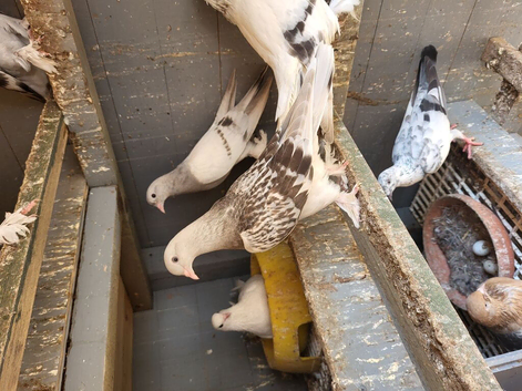 Pigeon for sale