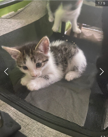 8 week old tabby girl