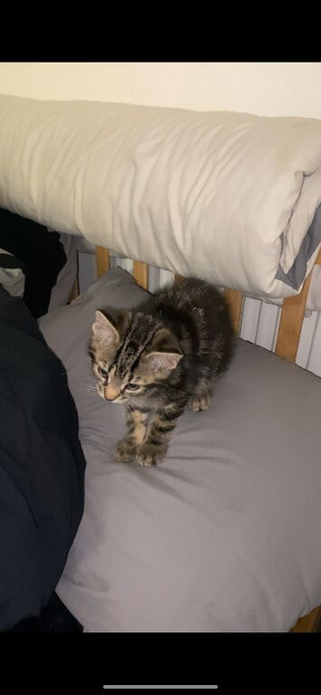 Beautiful kitten