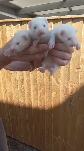 Ferrets