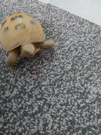 6 year old horsefield tortoise