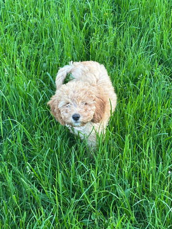 Gourgeous Cavapoochon Girl