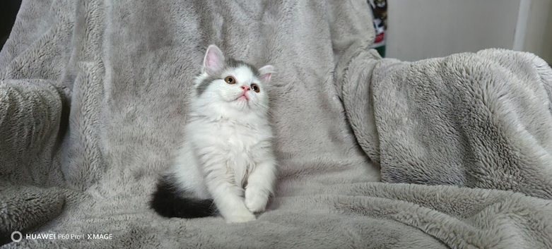 Adorable Scottis Straight kitten