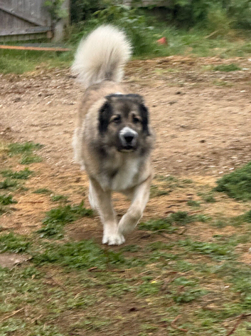 3 year old beige Caucasian shepherd