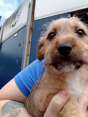 Jack Russell puppy for sale