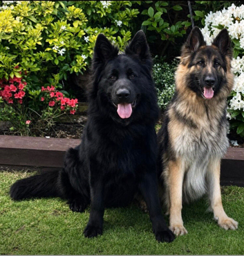 KC registered german shepherd puppies- multi generational home bred line