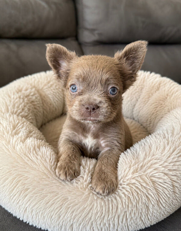 REDUCED! Fluffy & Pink frenchie