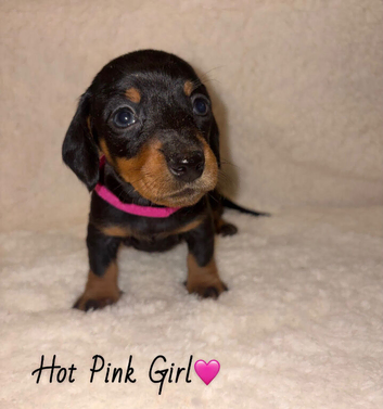KC Registered Miniature Dachshunds