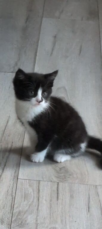 Tuxedo Kitten