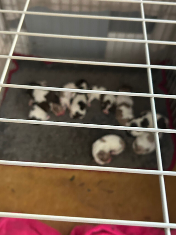 English springer spaniels