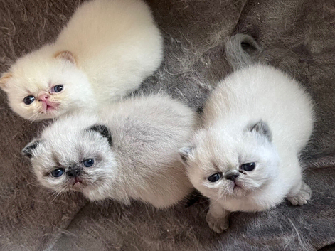 Colourpoint Exotic Kittens for sale