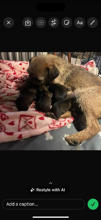 Stunning border terrier puppies