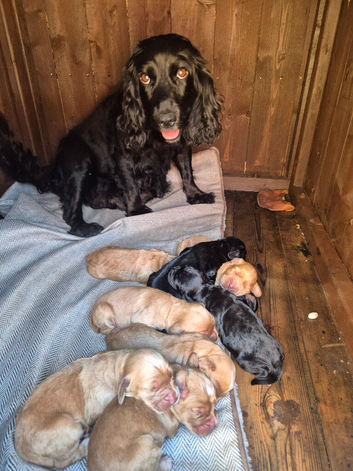 Cocker Spaniel Puppies for Sale