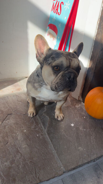 Frenchie looking for forever home