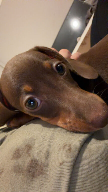 miniature dachshund boy