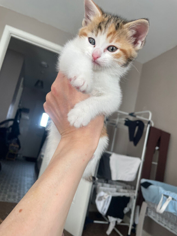 Mixed tabby cat