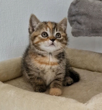 Half British Shorthair female kitten