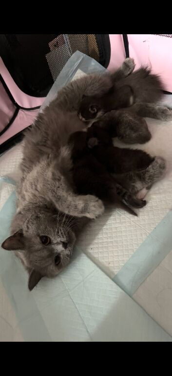 Beautiful British Shorthair Cross Kittens