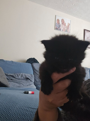 5 beautiful kittens ready to leave in 4 weeks
