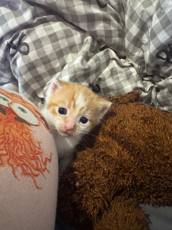 Norwegian forest cross kitten