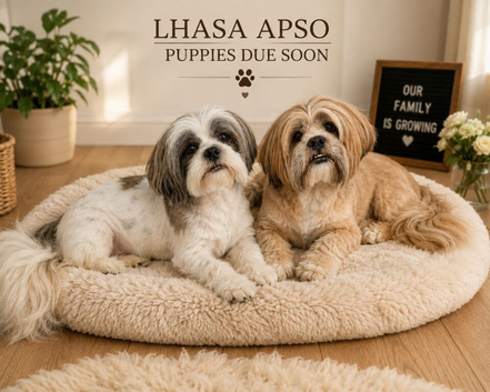 LHASA APSO kc  PUPPIES coming soon
