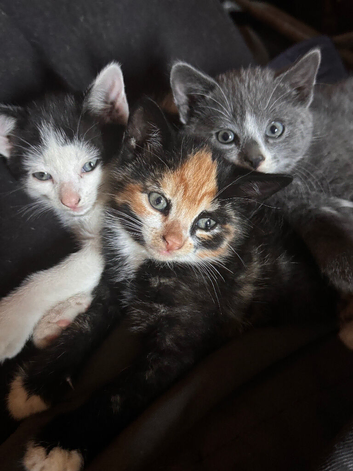 Ready for new homes
