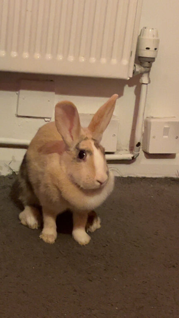 Rehome
