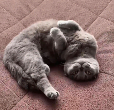 Scottish Fold - Looking for a Loving Home