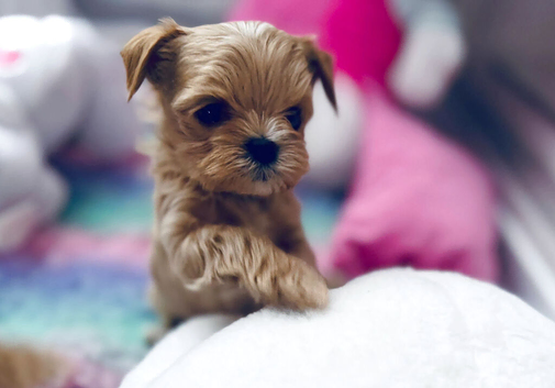 Luxury & Tiny Maltipoo Spring puppy&rsquo;s