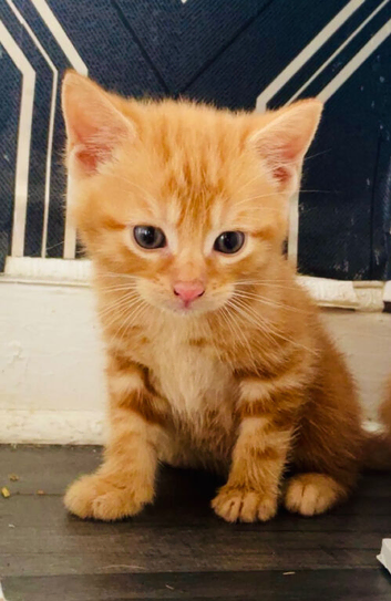 4 female kittens