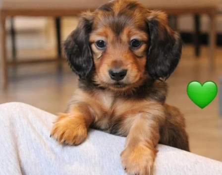 Beautiful miniature dachshund