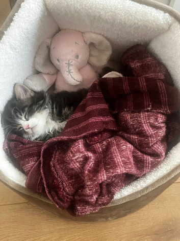 10 weeks old kitten