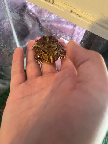 Baby pack man frog and that tank