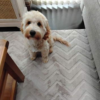 Male cockapoo