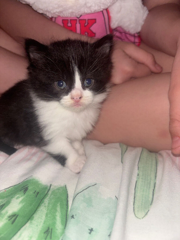Black and white kitten