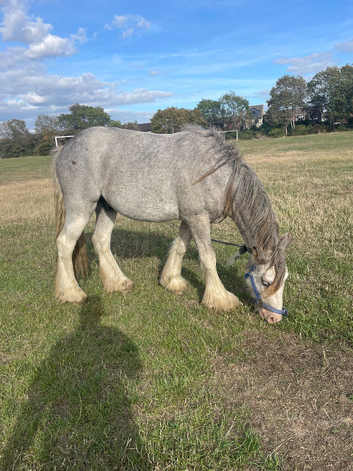 2 year old cob colt