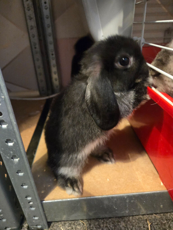 3 baby mini lops for sale