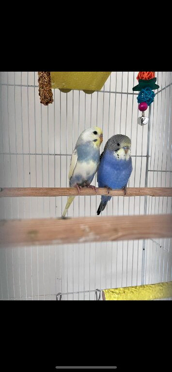 2 budgies for sale