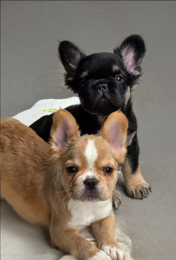 Visual fluffy french bulldog