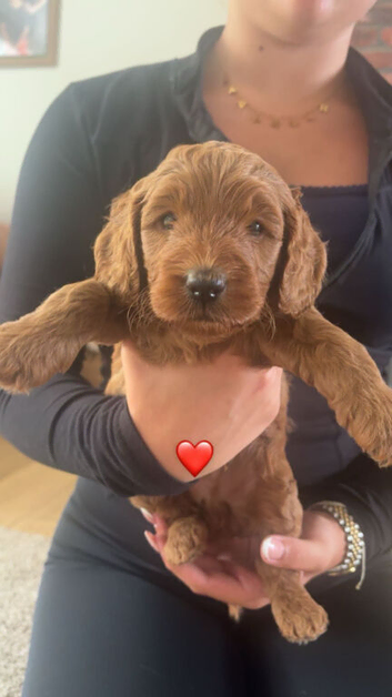 F1B Cockapoo
