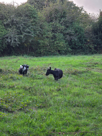 Pygmy Nanny goat and 2 babies