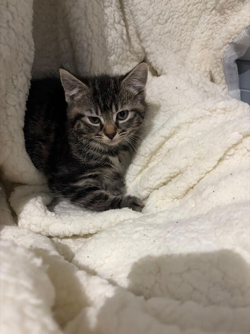 Female kitten needs new home asap